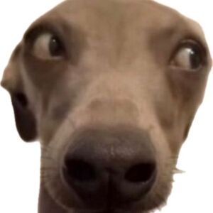 Meet your Posher, Gavin